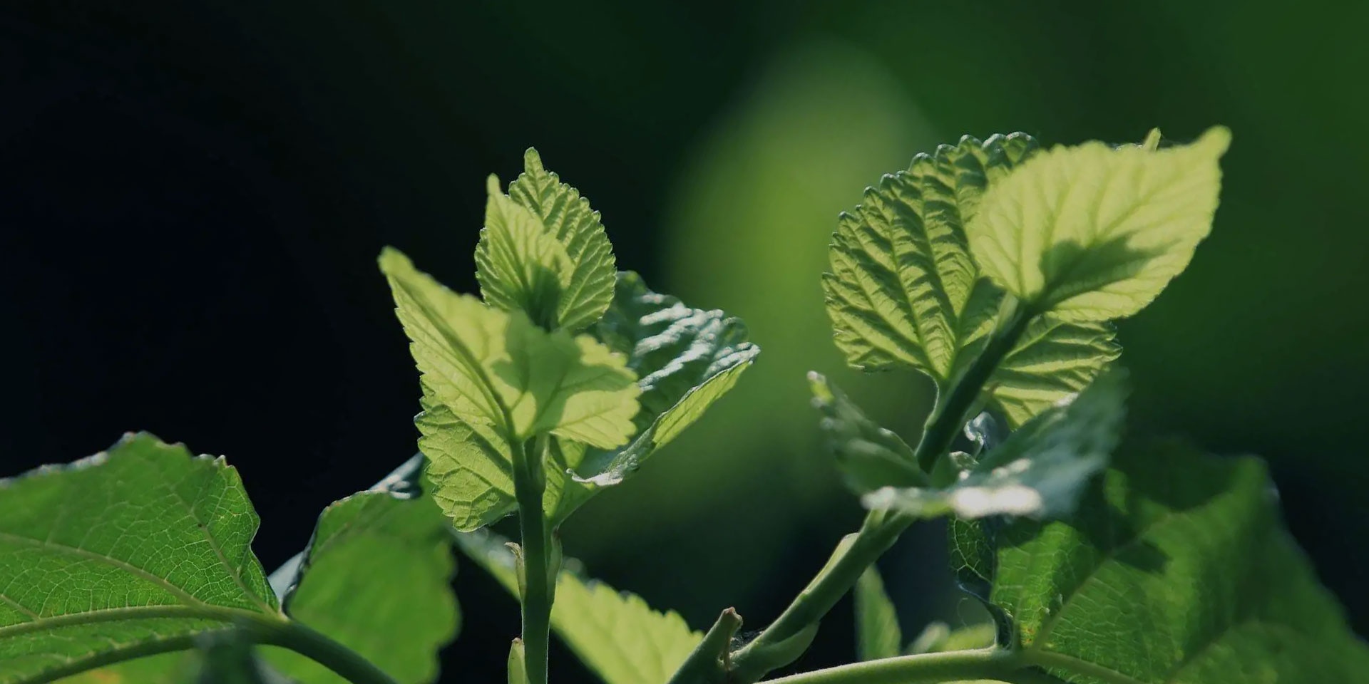 尊龙人生就是博·Z6「中国区」首页官网